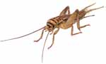 Crickets